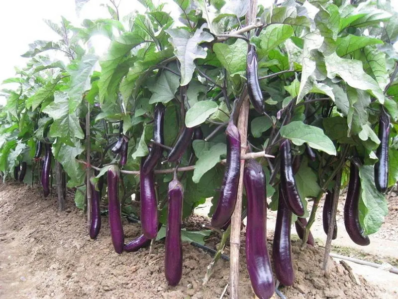 蔬菜種植